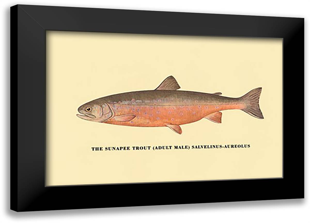 Sunapee Trout 22x16 Black Modern Wood Framed Art Print Poster by Sheringham, George