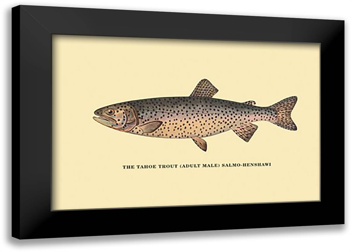 Tahoe Trout 22x16 Black Modern Wood Framed Art Print Poster by Sheringham, George