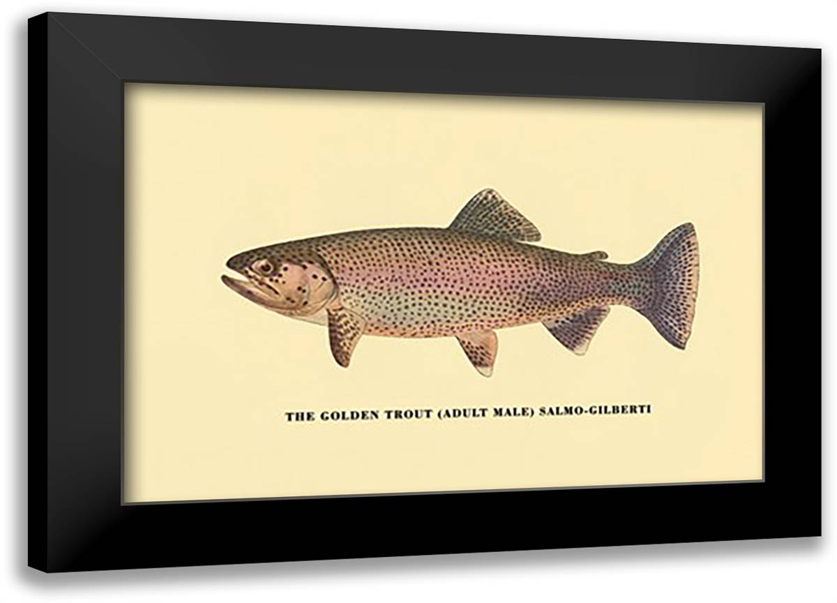 Golden Trout 22x16 Black Modern Wood Framed Art Print Poster by Sheringham, George