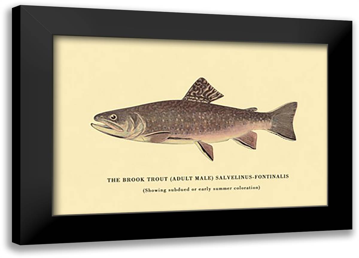Brook Trout (Showing Subdued or Early Summer Coloration) 22x16 Black Modern Wood Framed Art Print Poster by Sheringham, George