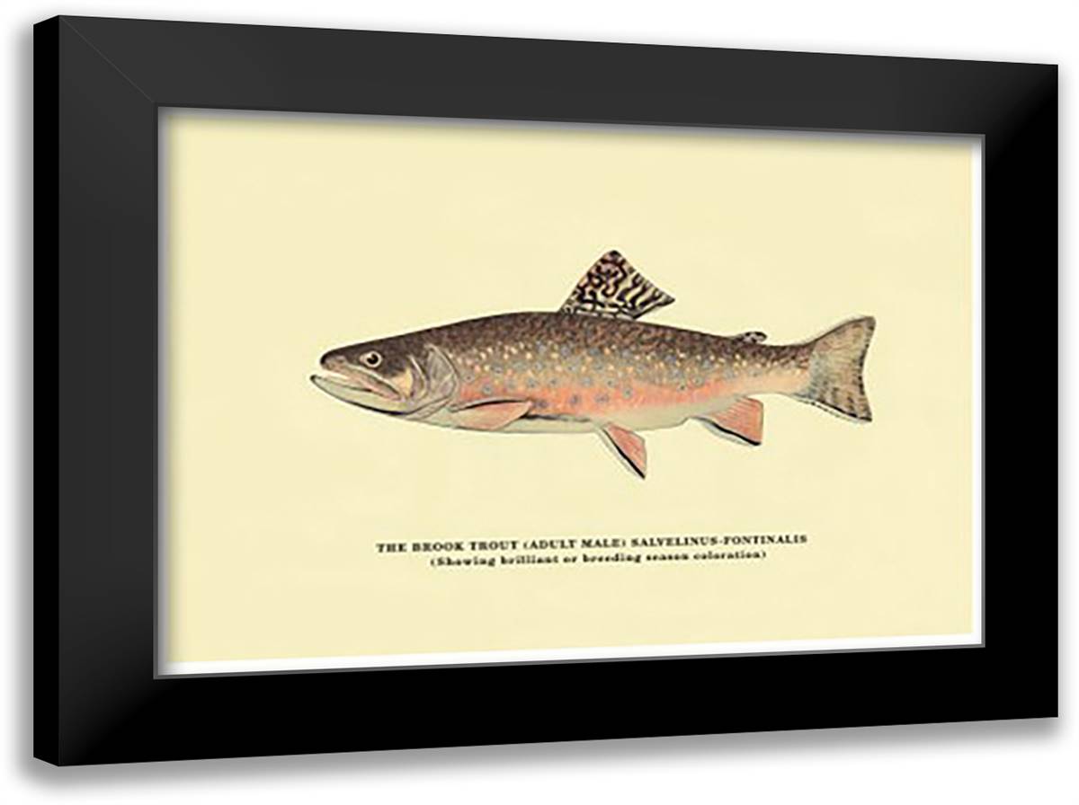 Brook Trout (Showing Bright or Early Fall Coloration) 22x16 Black Modern Wood Framed Art Print Poster by Sheringham, George