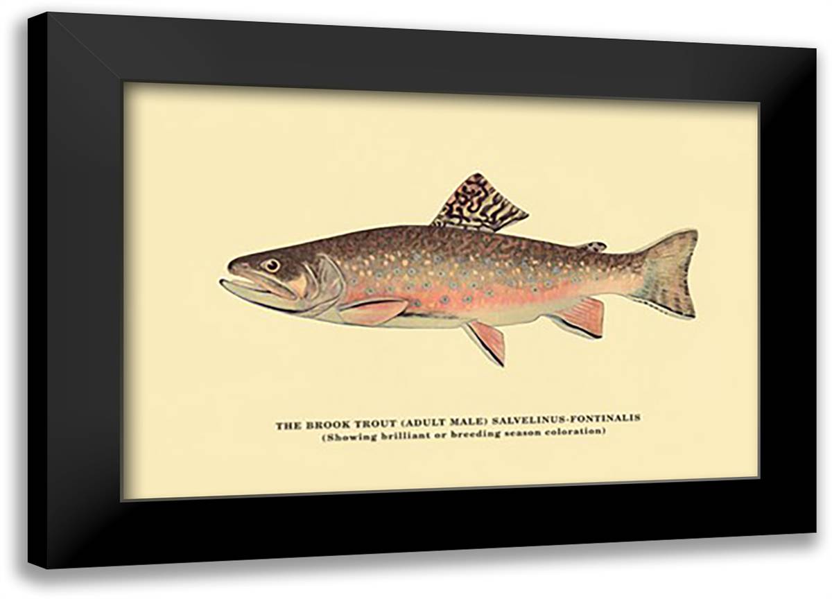 Brook Trout (Showing Brilliant or Breeding Season Coloration) 22x16 Black Modern Wood Framed Art Print Poster by Sheringham, George