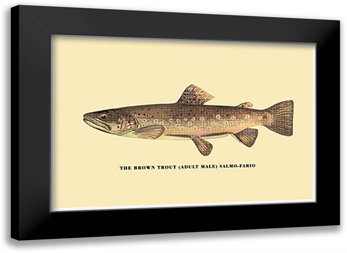 Brown Trout 22x16 Black Modern Wood Framed Art Print Poster by Sheringham, George