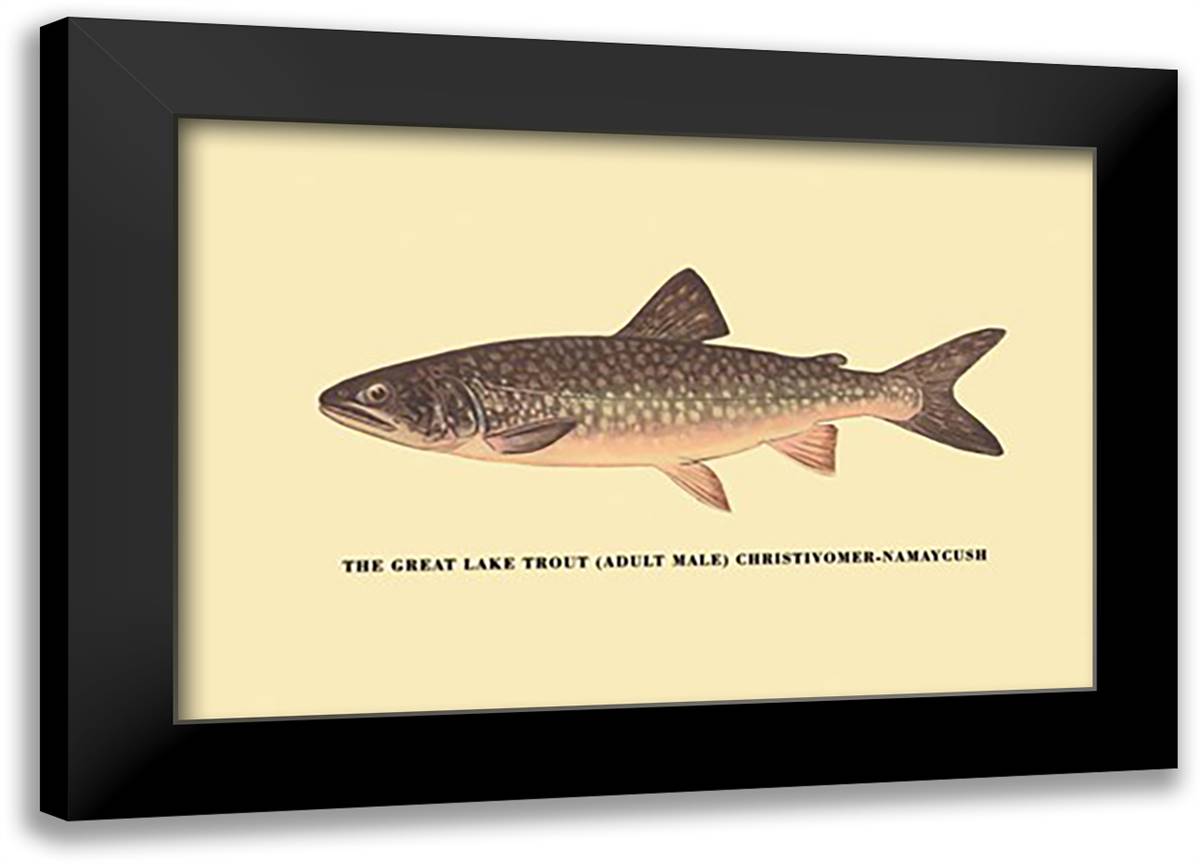 Great Lake Trout 22x16 Black Modern Wood Framed Art Print Poster by Sheringham, George