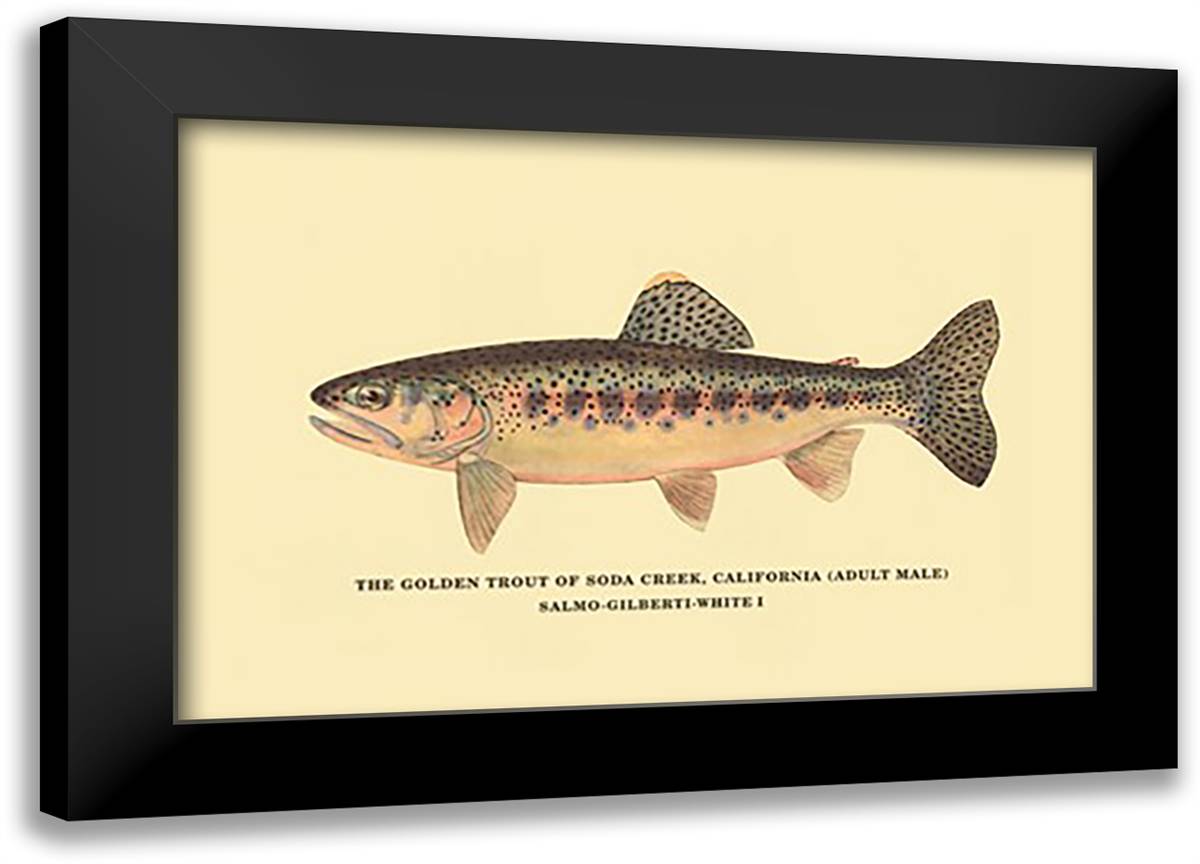 Golden Trout of Soda Creek 22x16 Black Modern Wood Framed Art Print Poster by Sheringham, George