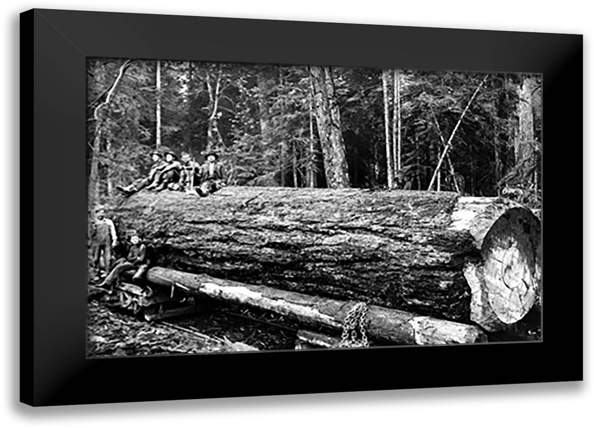 Fallen Old Growth 22x16 Black Modern Wood Framed Art Print Poster by Kinsey, Clark