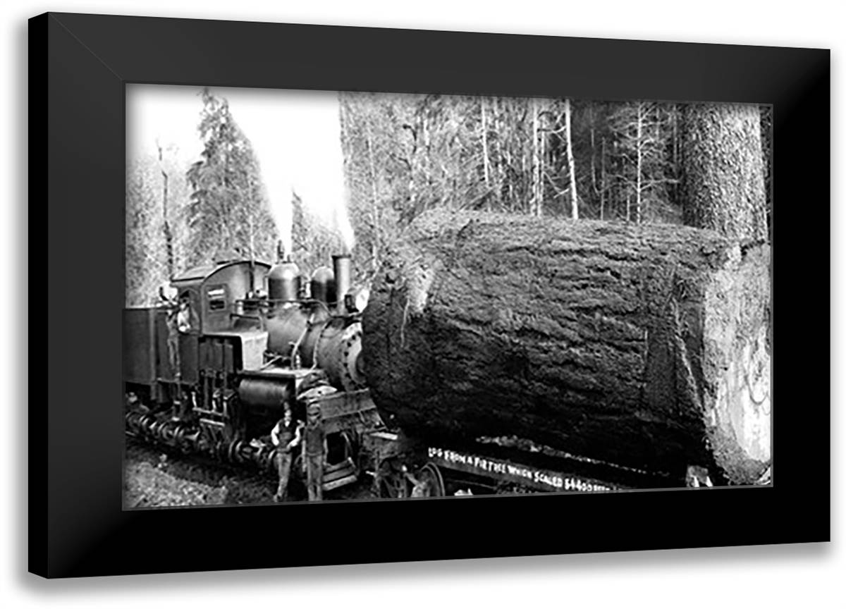 Desecrated Fir 22x16 Black Modern Wood Framed Art Print Poster by Kinsey, Clark