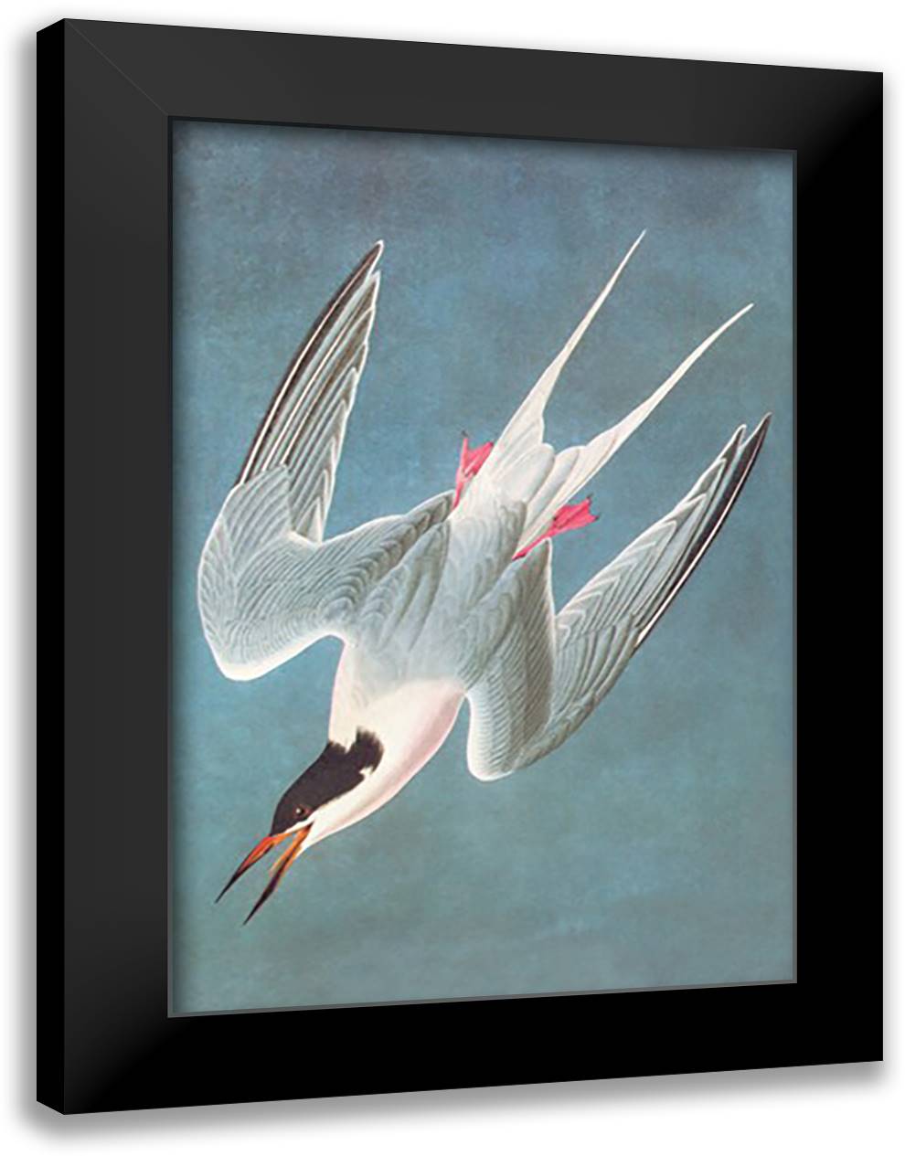 Roseate Fern 16x22 Black Modern Wood Framed Art Print Poster by Audubon, John James