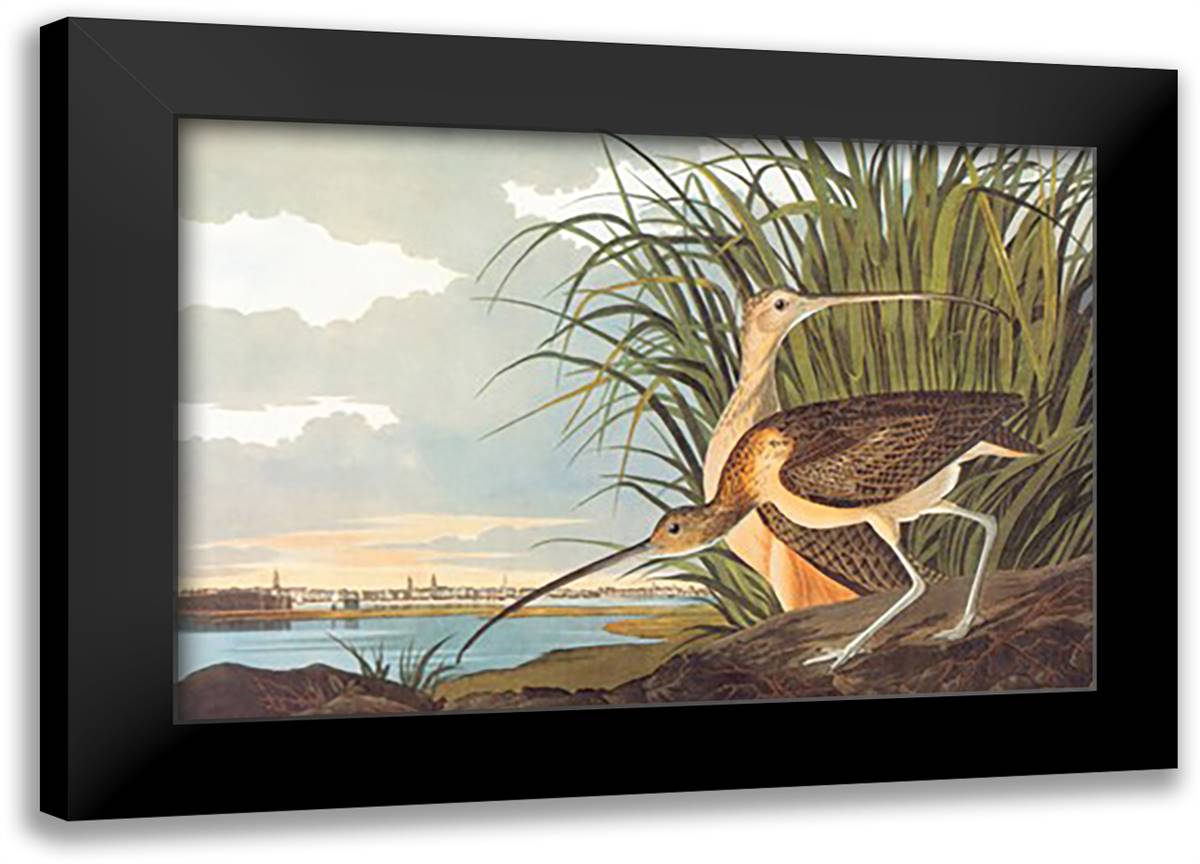 Long-Billed Curlew 22x16 Black Modern Wood Framed Art Print Poster by Audubon, John James