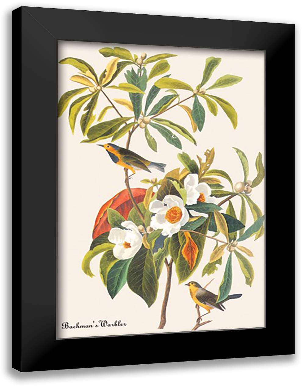 Bachman's Warbler 16x22 Black Modern Wood Framed Art Print Poster by Audubon, John James