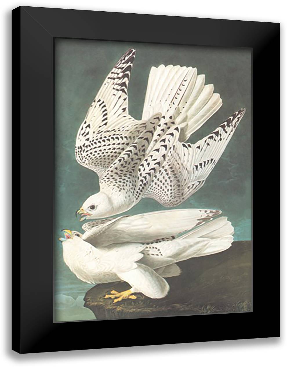 White Gyrfalcon 16x22 Black Modern Wood Framed Art Print Poster by Audubon, John James