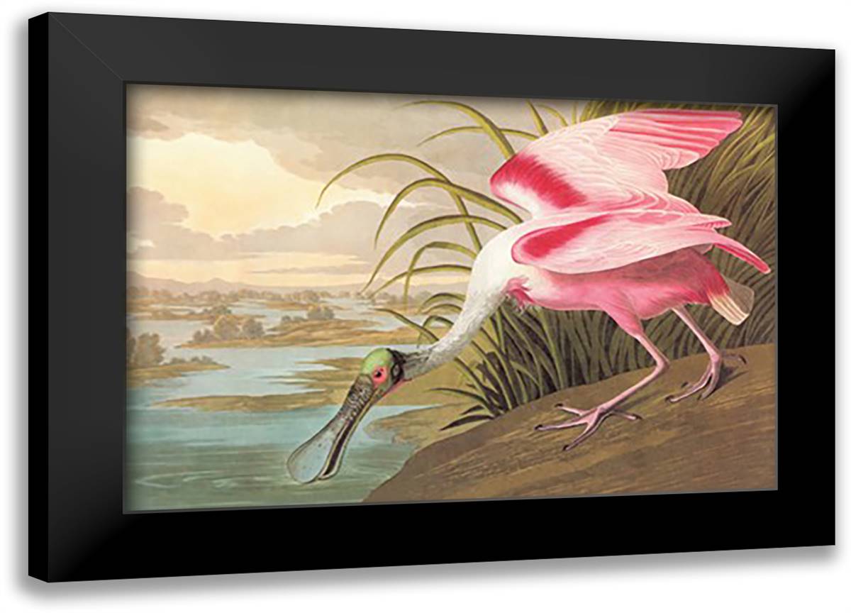 Roseate Spoonbill 22x16 Black Modern Wood Framed Art Print Poster by Audubon, John James