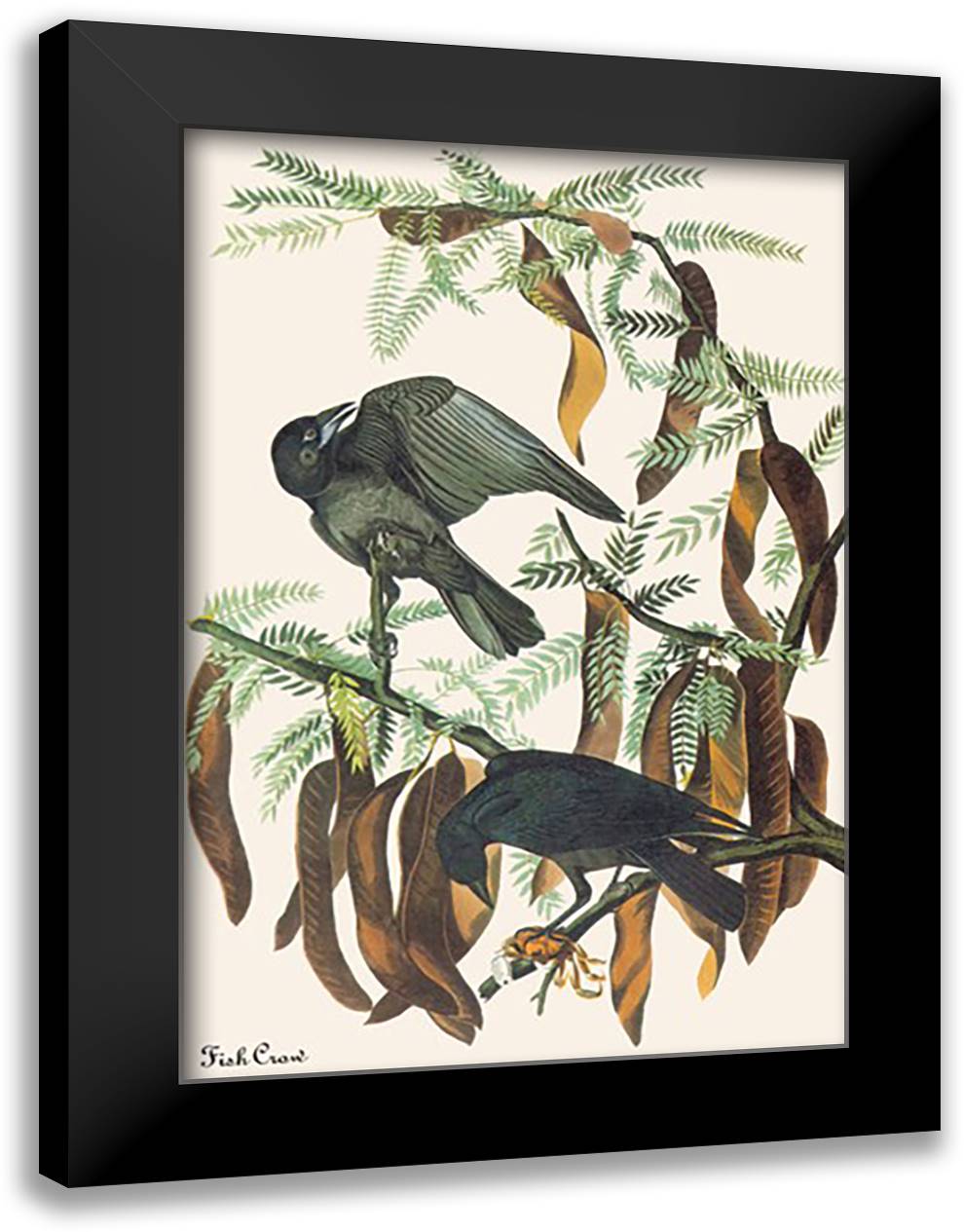 Fish Crow 16x22 Black Modern Wood Framed Art Print Poster by Audubon, John James