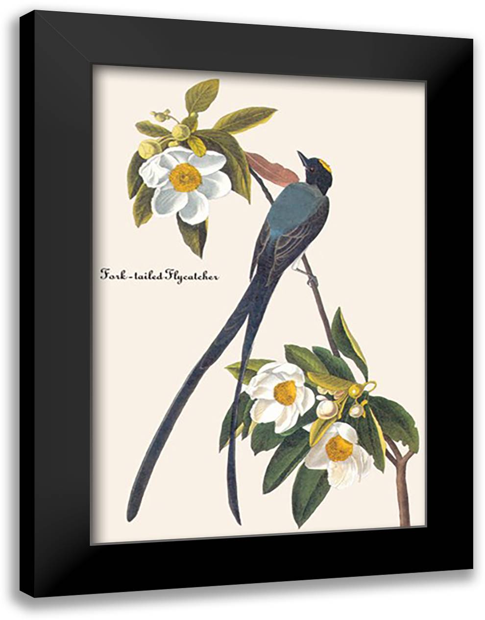 Fork-Tailed Flycatcher 16x22 Black Modern Wood Framed Art Print Poster by Audubon, John James