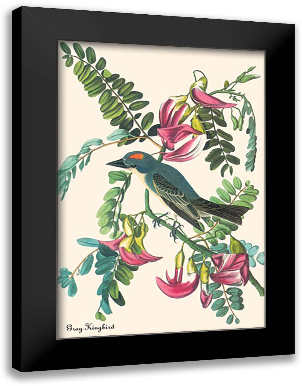 Gray Kingbird 16x22 Black Modern Wood Framed Art Print Poster by Audubon, John James