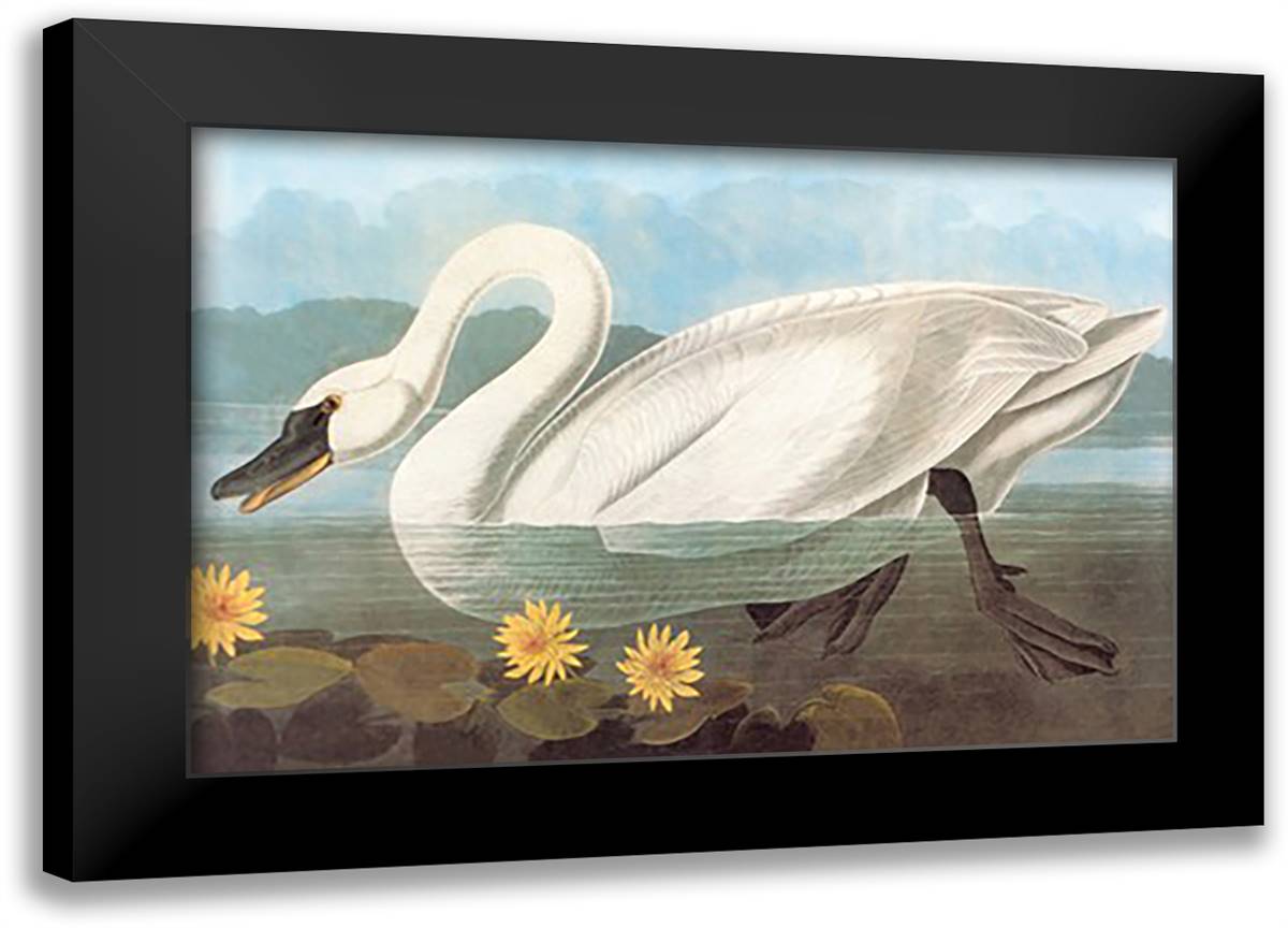 Whistling Swan 22x16 Black Modern Wood Framed Art Print Poster by Audubon, John James