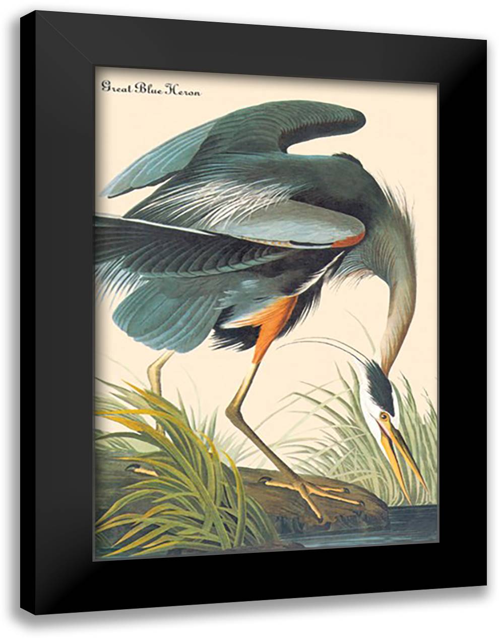 Great Blue Heron 16x22 Black Modern Wood Framed Art Print Poster by Audubon, John James