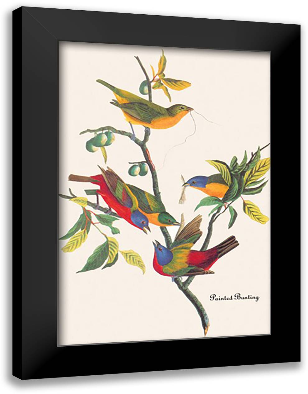 Painted Bunting 16x22 Black Modern Wood Framed Art Print Poster by Audubon, John James