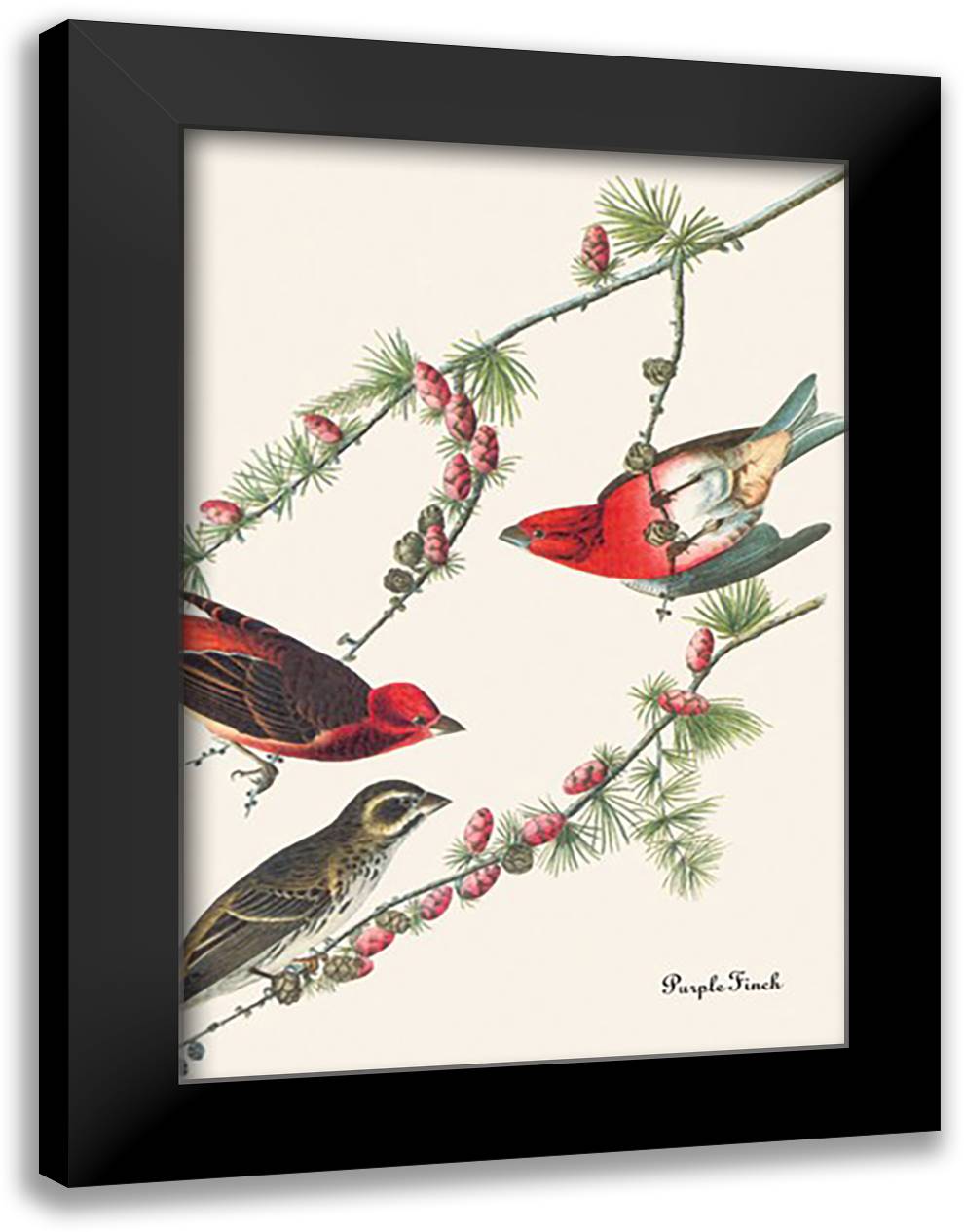 Purple Finch 16x22 Black Modern Wood Framed Art Print Poster by Audubon, John James