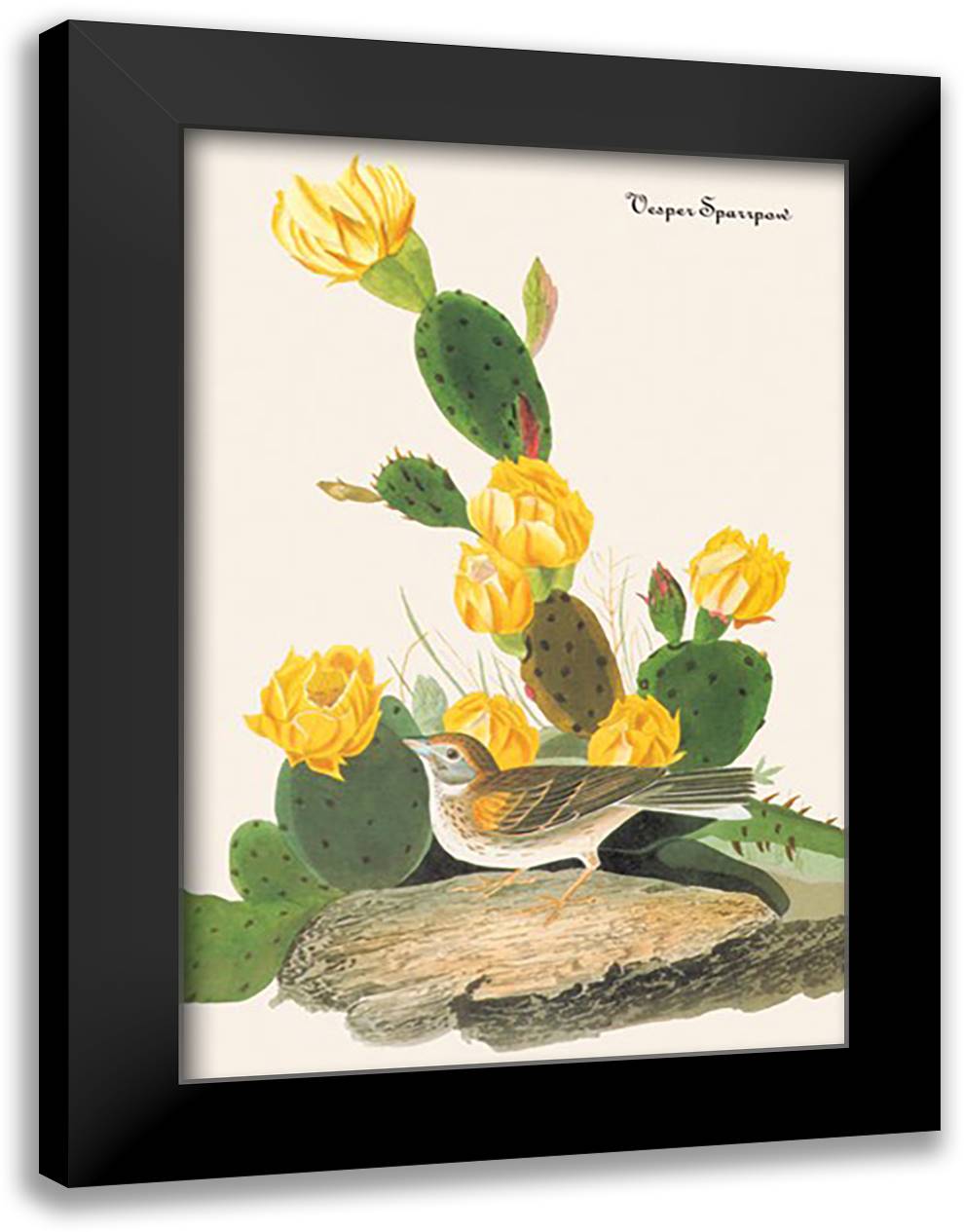 Vesper Sparrow 16x22 Black Modern Wood Framed Art Print Poster by Audubon, John James