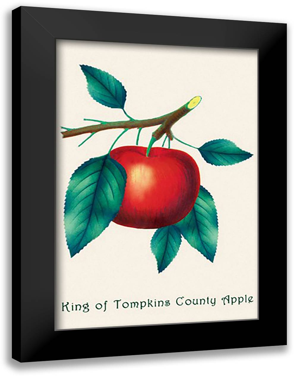 King of Tompkins County Apple 16x22 Black Modern Wood Framed Art Print Poster