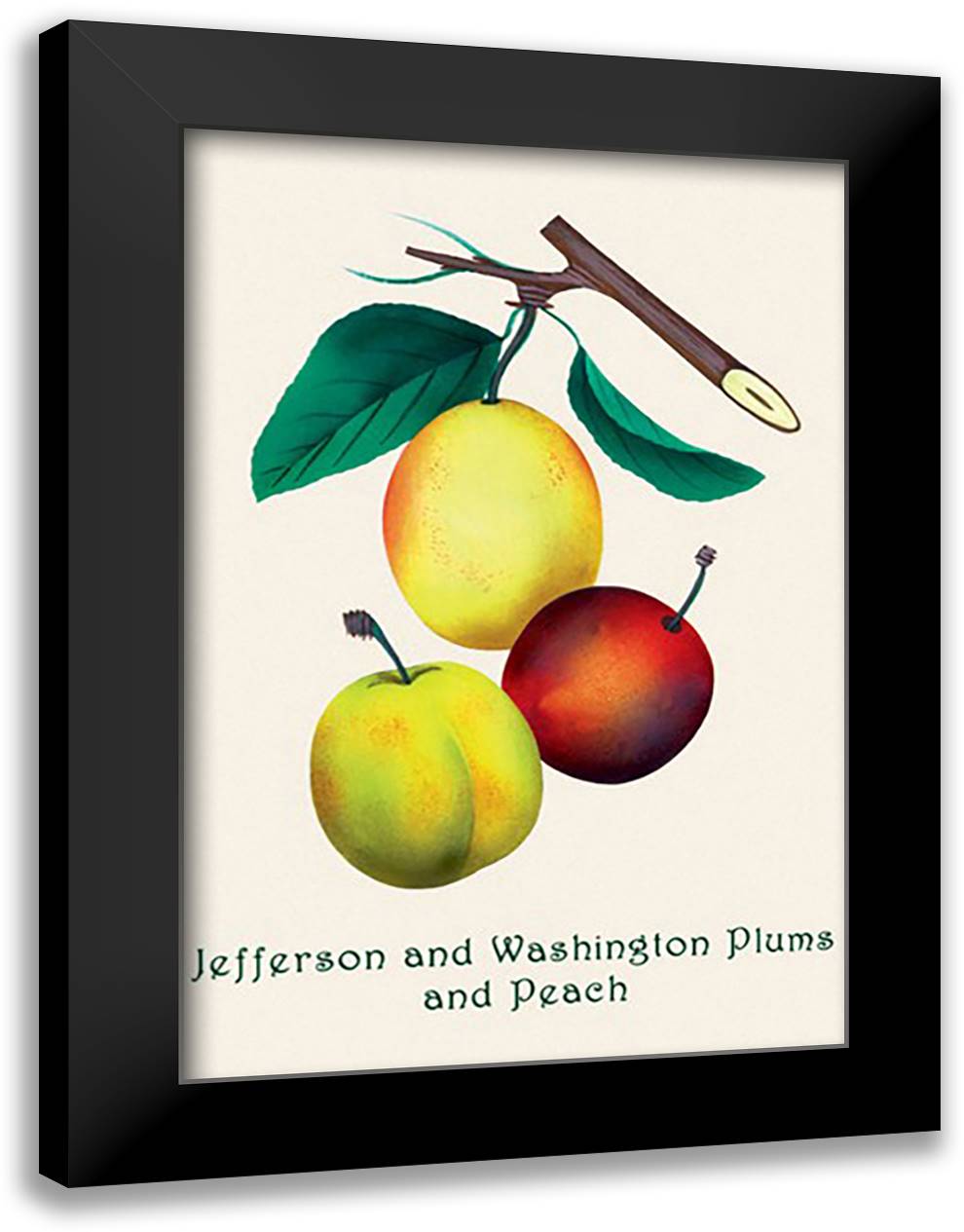 Jefferson and Washington Plums and Peach 16x22 Black Modern Wood Framed Art Print Poster