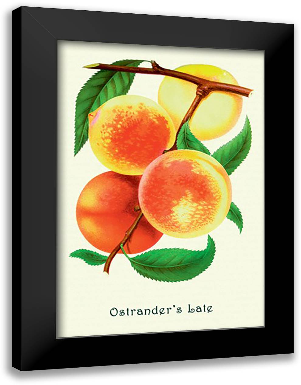 Ostrander's Late Peaches 16x22 Black Modern Wood Framed Art Print Poster