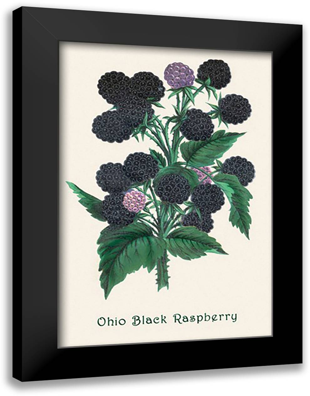 Ohio Black Raspberry 16x22 Black Modern Wood Framed Art Print Poster