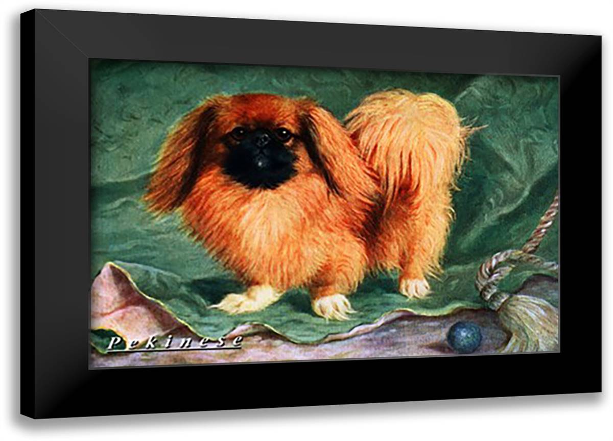 Pekinese Champion Chu-erh of Alderbourng 22x16 Black Modern Wood Framed Art Print Poster