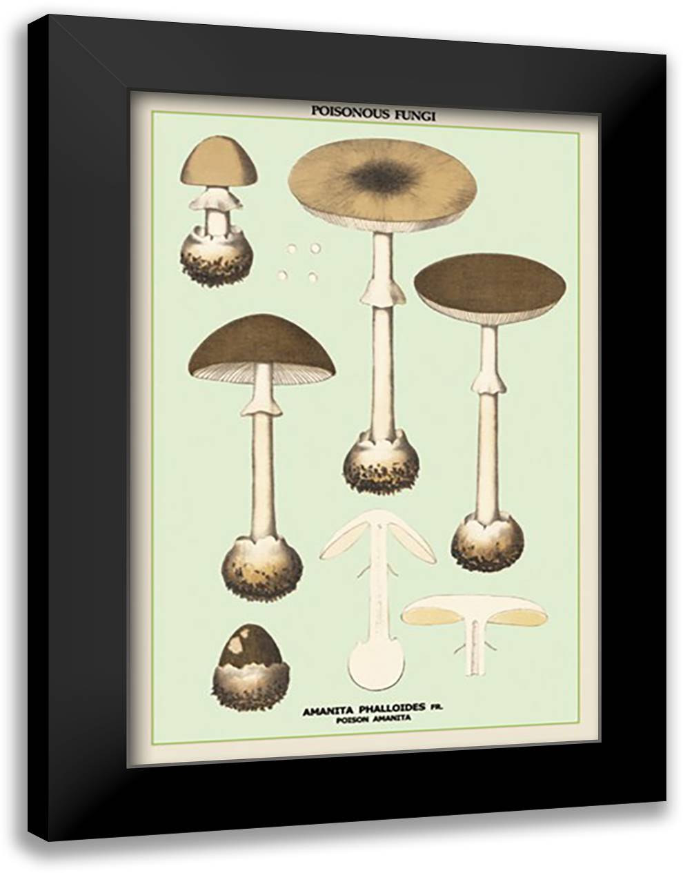 Poisonous Amanita 16x22 Black Modern Wood Framed Art Print Poster