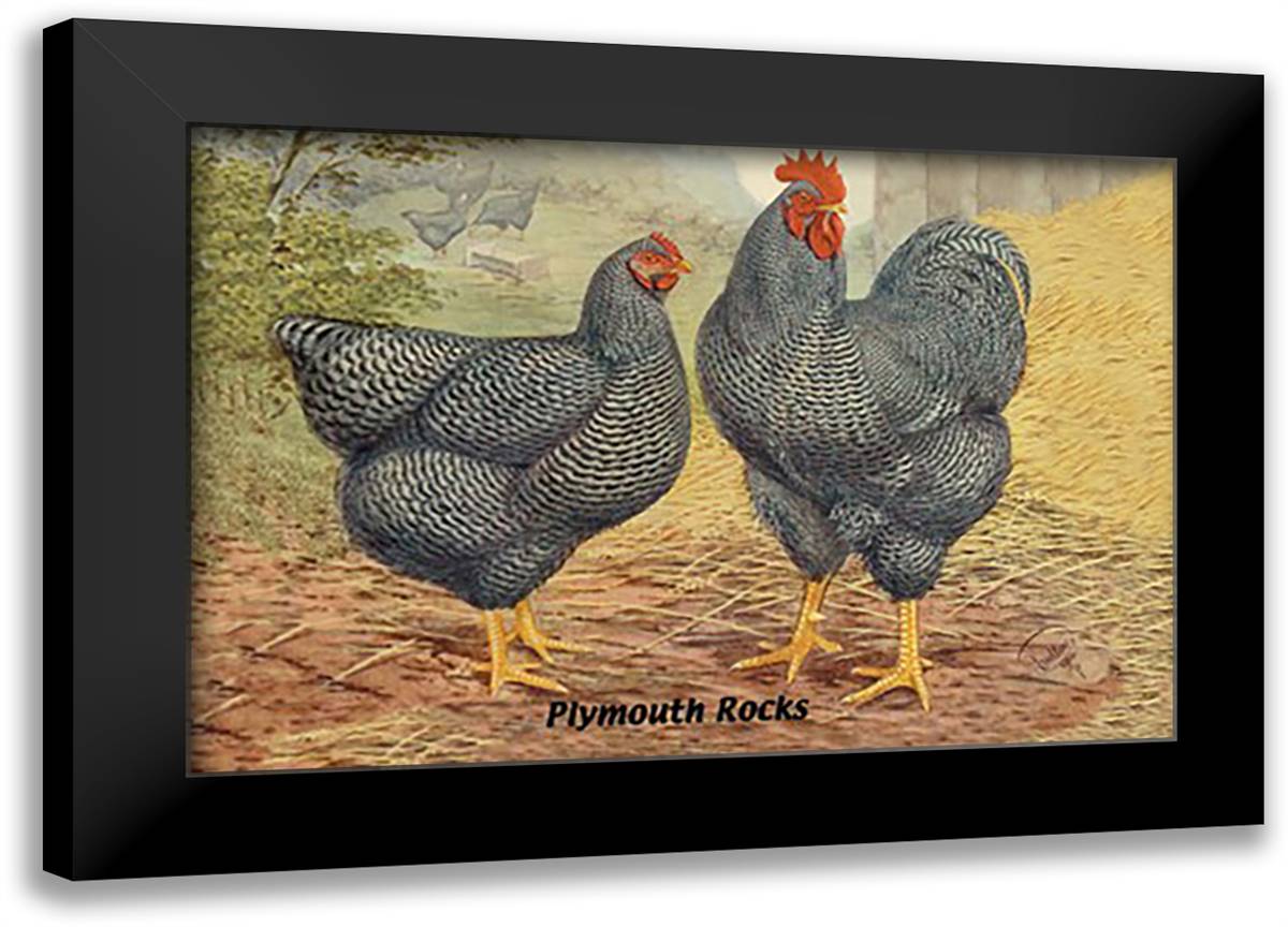 Plymouth Rocks 22x16 Black Modern Wood Framed Art Print Poster