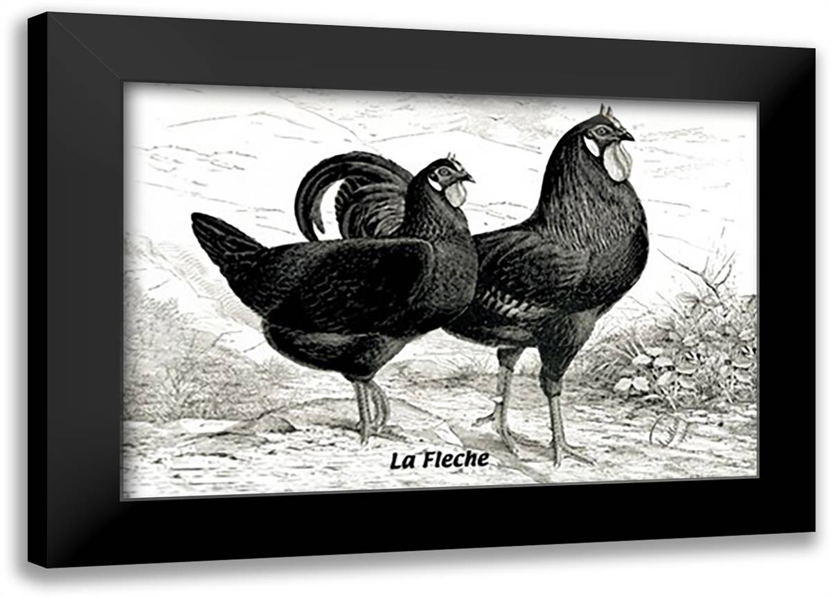 Fleche (Chickens) 22x16 Black Modern Wood Framed Art Print Poster
