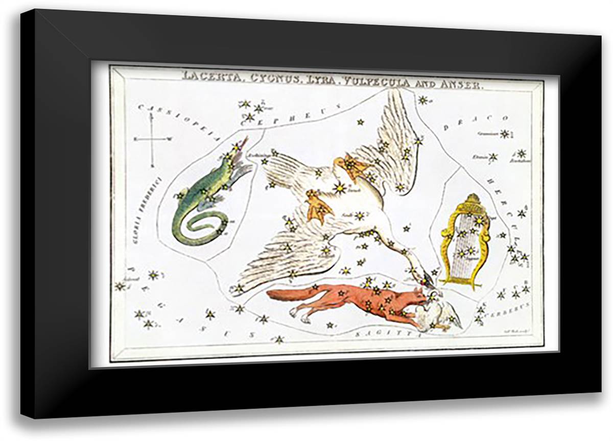 Cygnus and Adjacent Constellations 22x16 Black Modern Wood Framed Art Print Poster