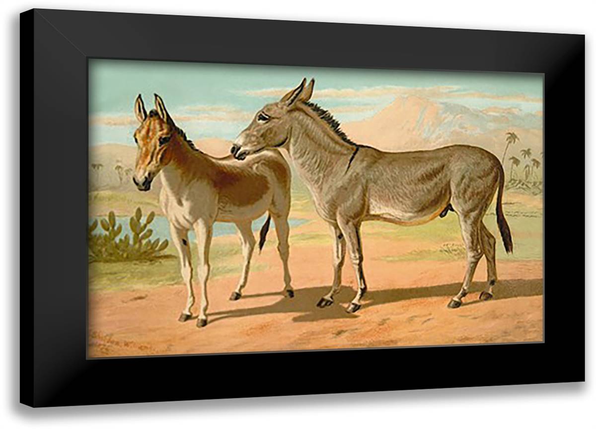 Abyssinian Male and Indian Onager Female 22x16 Black Modern Wood Framed Art Print Poster by Sidney, S.