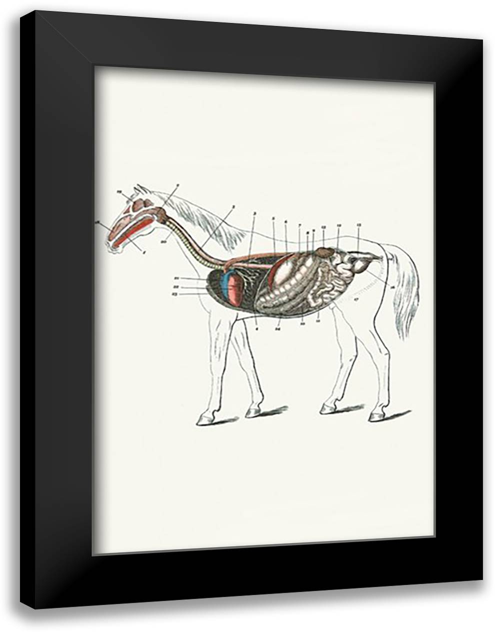 Longitudinal Section of a Horse 16x22 Black Modern Wood Framed Art Print Poster by Sidney, S.