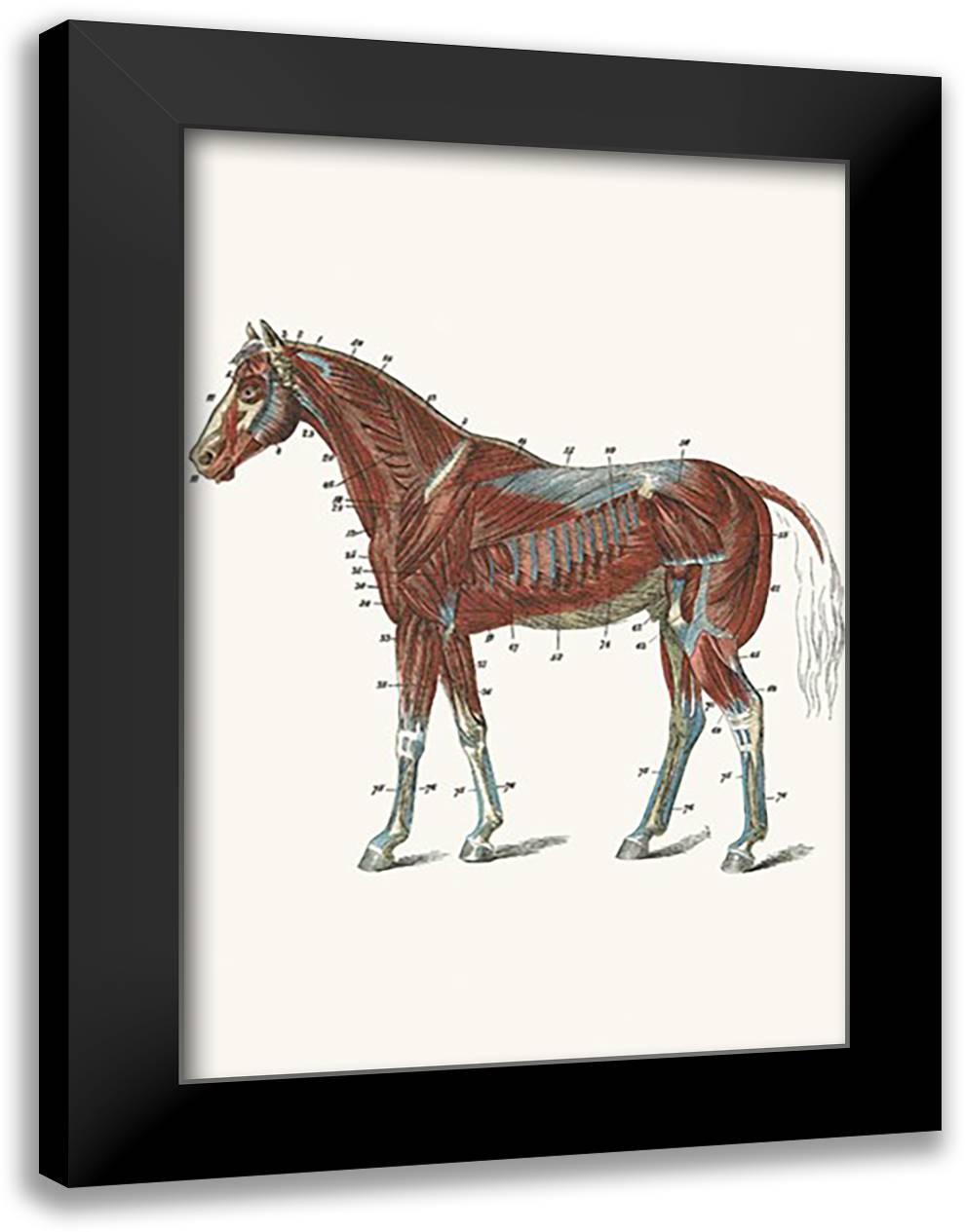 External Muscles & Tendons of the Horse 16x22 Black Modern Wood Framed Art Print Poster by Sidney, S.