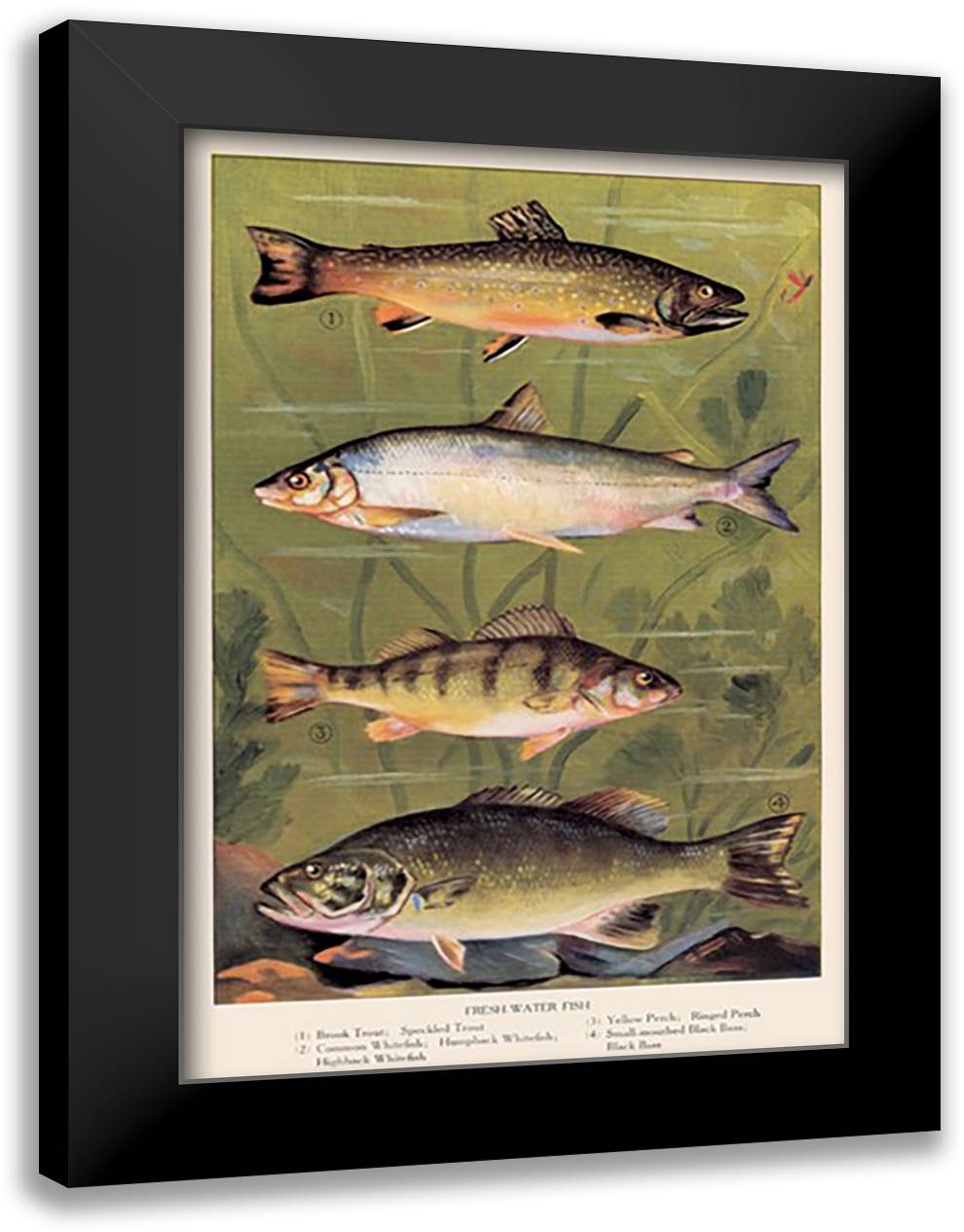 Freshwater Fish 16x22 Black Modern Wood Framed Art Print Poster
