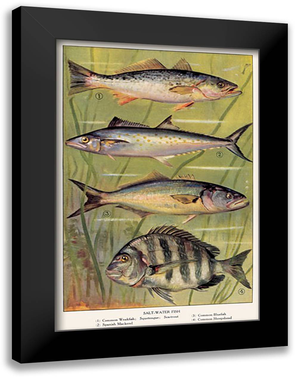 Saltwater Fish #4 16x22 Black Modern Wood Framed Art Print Poster