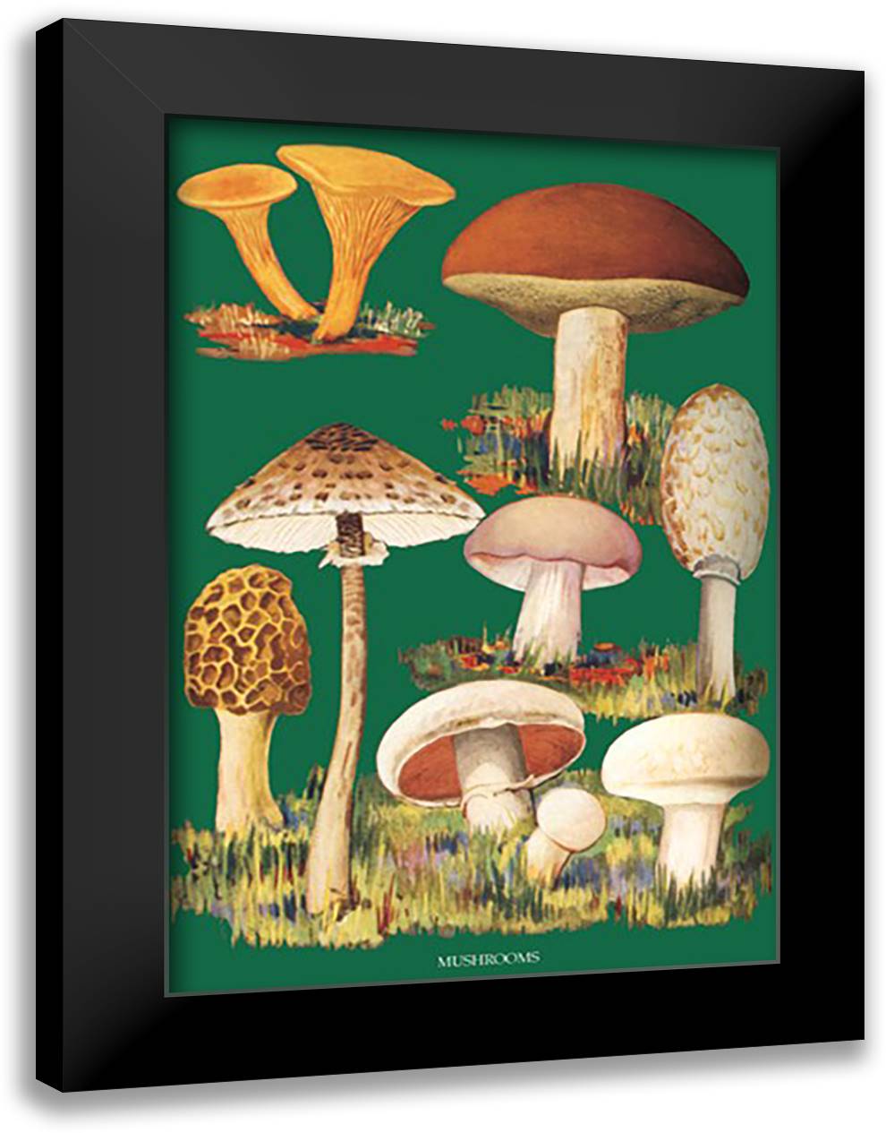 Mushrooms #1 16x22 Black Modern Wood Framed Art Print Poster