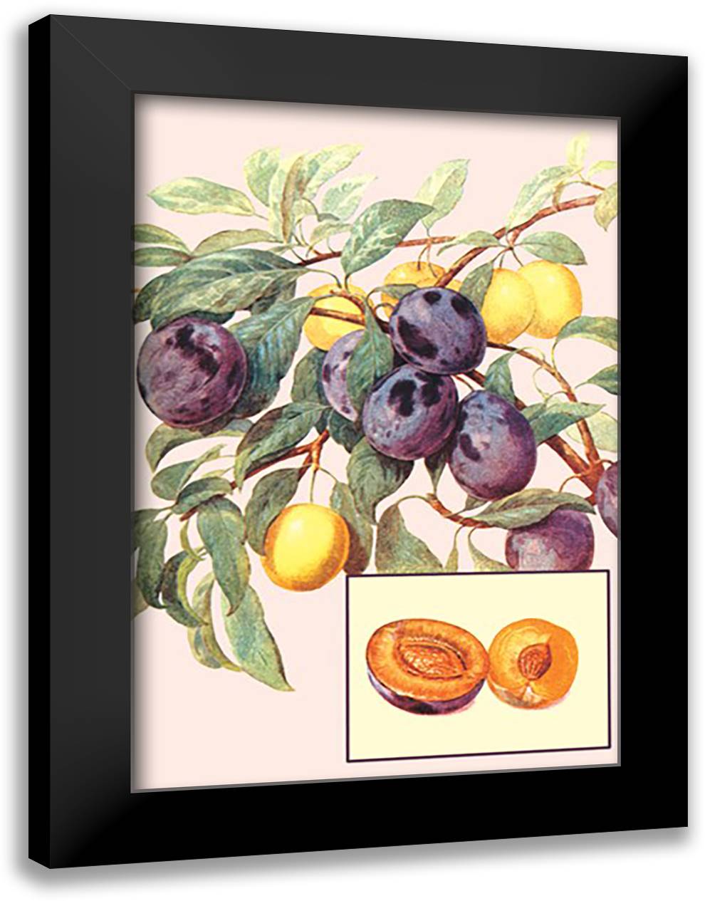 Plums 16x22 Black Modern Wood Framed Art Print Poster