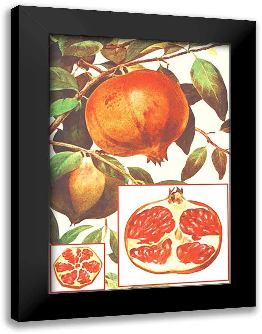 Pomegranate 16x22 Black Modern Wood Framed Art Print Poster