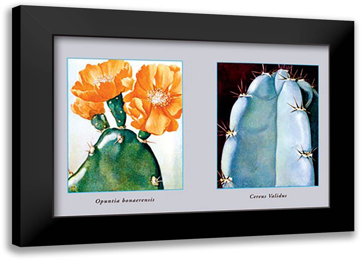Opuntia Bonaerensis 22x16 Black Modern Wood Framed Art Print Poster