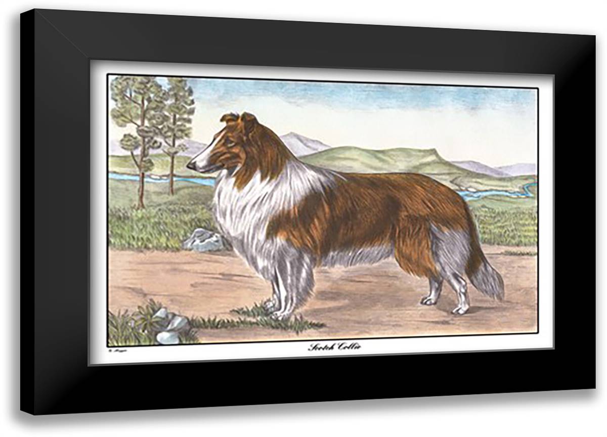 Scotch Collie 22x16 Black Modern Wood Framed Art Print Poster by Reggio, G.