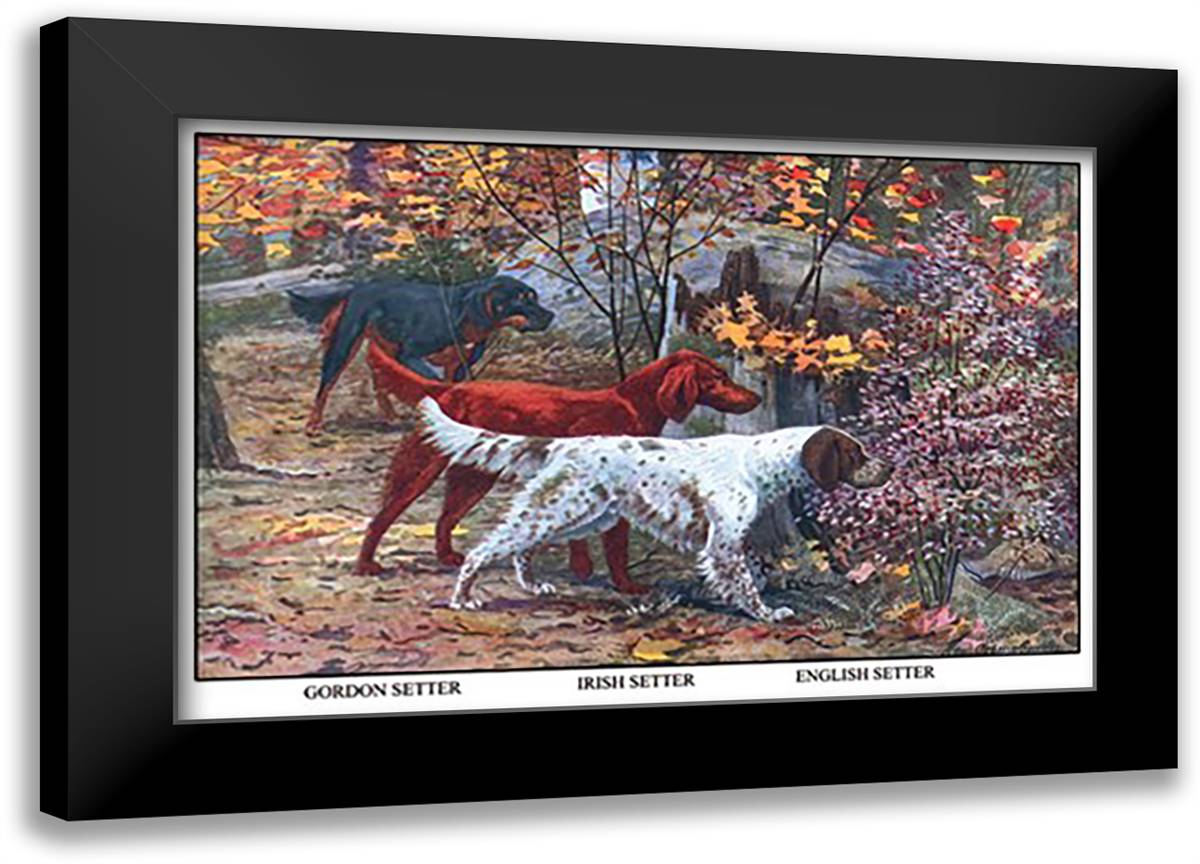 Gordon Setter, Irish Setter, English Setter 22x16 Black Modern Wood Framed Art Print Poster by Fuertes, Louis Agassil