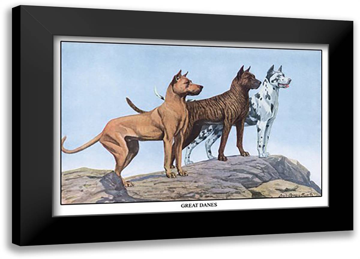 Great Danes 22x16 Black Modern Wood Framed Art Print Poster by Fuertes, Louis Agassil