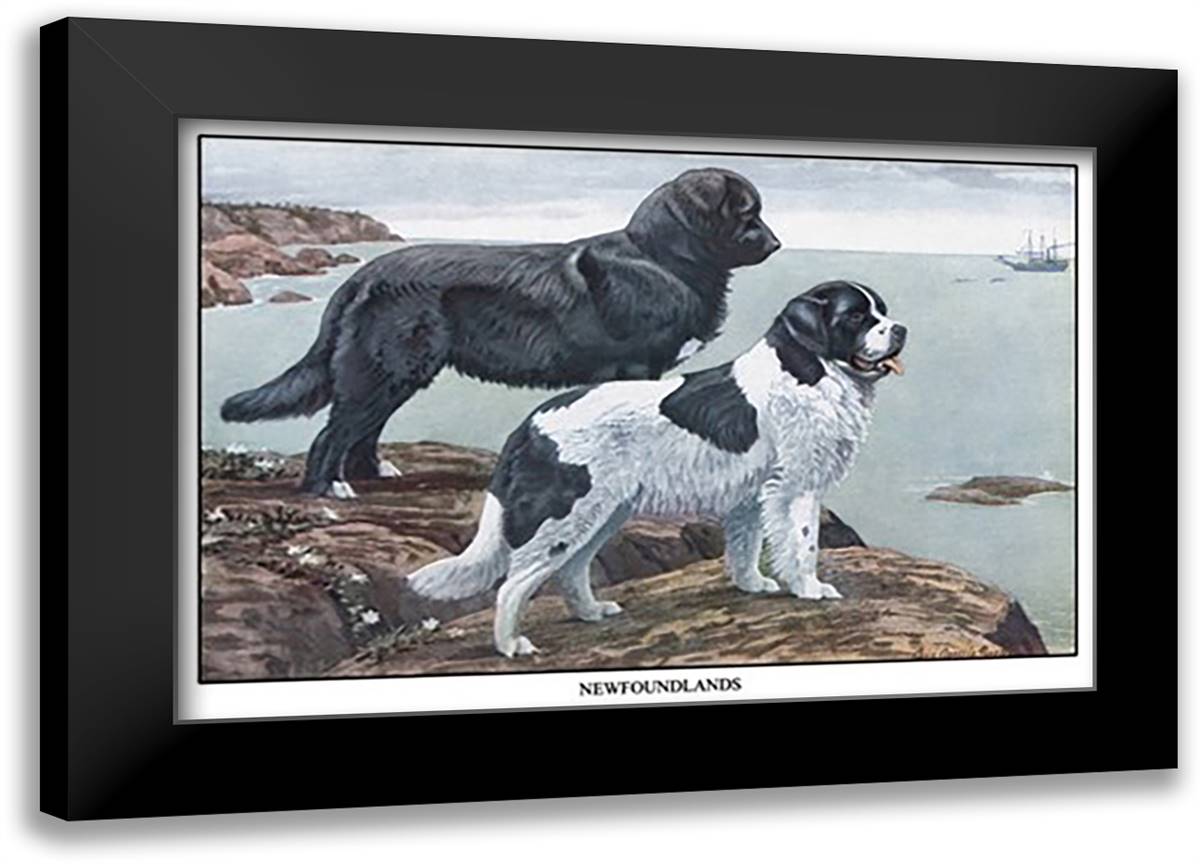 Two Newfoundlands 22x16 Black Modern Wood Framed Art Print Poster by Fuertes, Louis Agassil