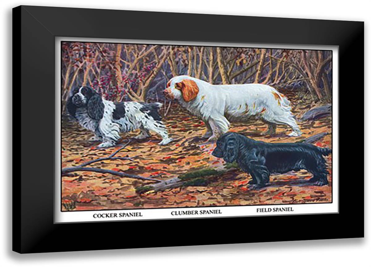 Cocker Spaniel, Clumber Spaniel, and Field Spaniel 22x16 Black Modern Wood Framed Art Print Poster by Fuertes, Louis Agassil
