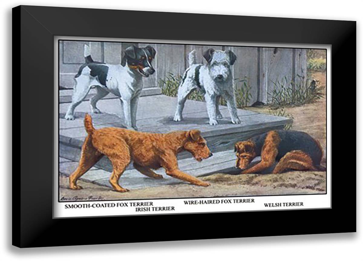 Fox Terrier 22x16 Black Modern Wood Framed Art Print Poster by Fuertes, Louis Agassil
