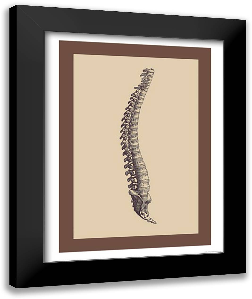 Backbone 16x22 Black Modern Wood Framed Art Print Poster by Vesalius, Andreas