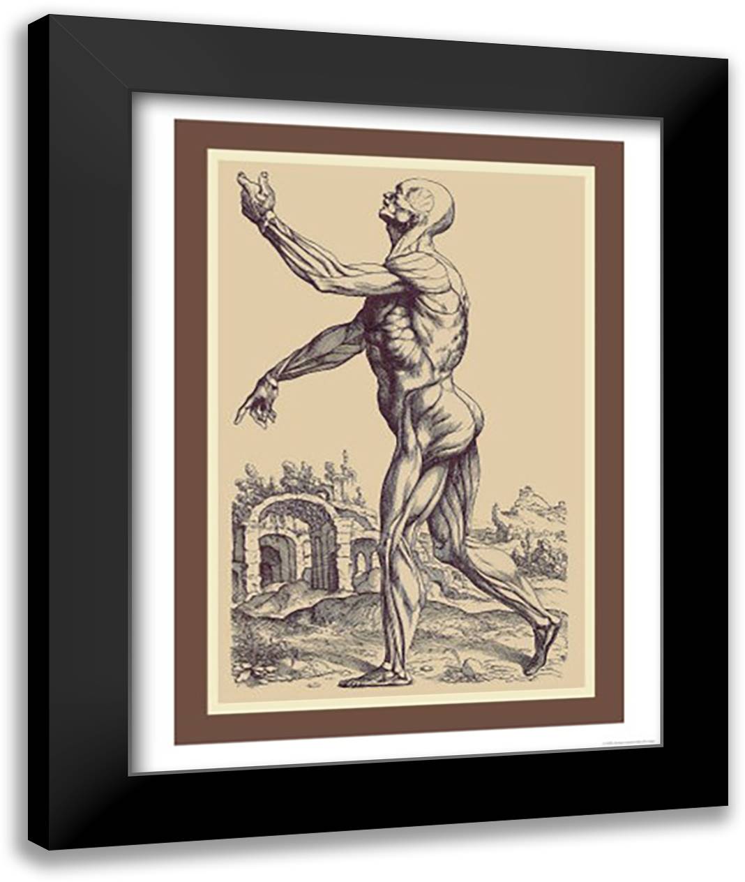Second Plate of the Muscles 16x22 Black Modern Wood Framed Art Print Poster by Vesalius, Andreas